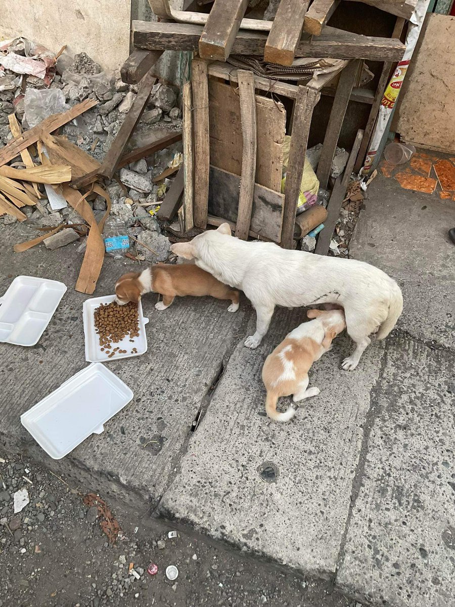 iced_CM's tweet photo. Introducing "PAWSITIVE IMPACT": A heartfelt initiative dedicated to feeding and caring for stray dogs in our city. With compassion as our guiding force, we strive to provide sustenance and love to these furry friends ensuring they never go hungry or overlooked.
#pawproject
#fyp https://t.co/9KevxVNZV6