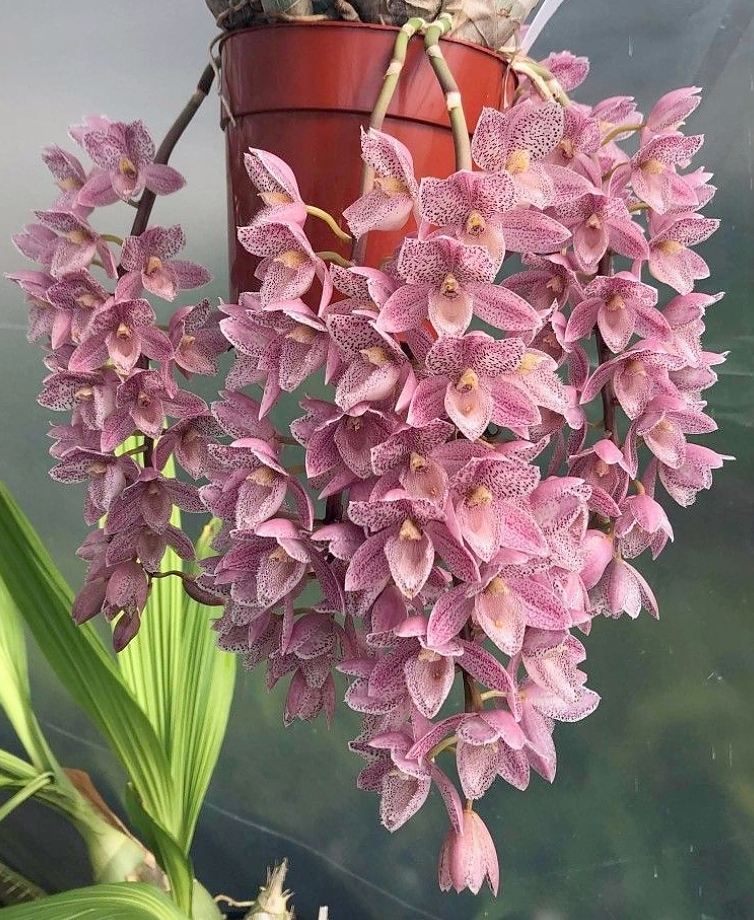 KubinRonnie's tweet photo. Clowesetum Alexandra Savva 
Is an orchid hybrid between 
(Cl. Rebecca Northen x Ctsm. denticulatum)
 by F. Clarke in 2014. 🌸🌸🌱
#orchid #flowers #蘭 #plants #กล้วยไม้  #orquideas https://t.co/QZtZH6dvaw