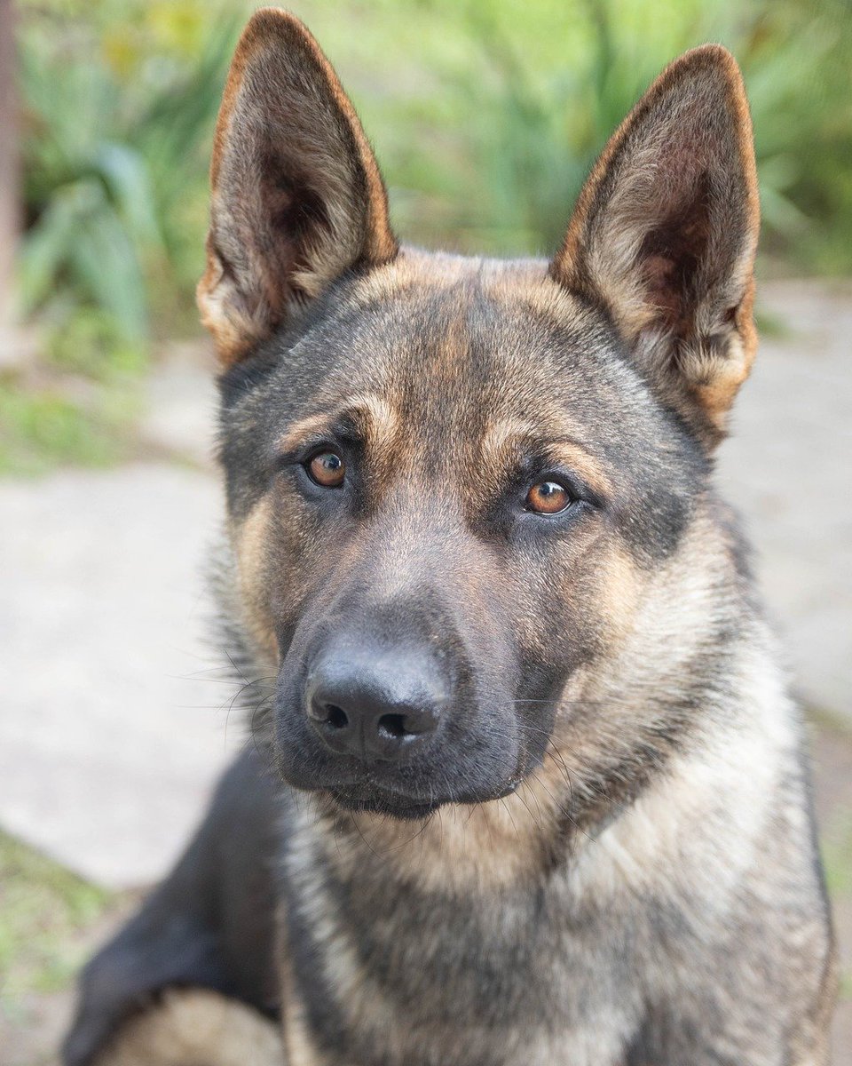 German Shepherd Collection (@gsdcollection) / Posts / X