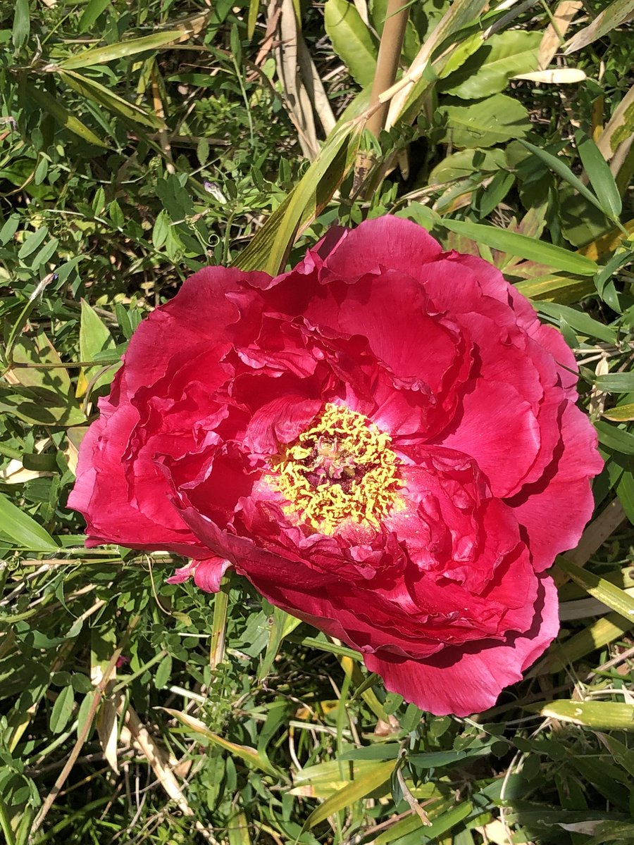 牡丹が咲き始めました🌸🌺