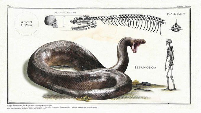 fasc1nate's tweet image. The Titanboa is the largest snake to ever exist. They could grow to 42 - 47 ft long and reach a body mass of 1,610 - 2500 lbs.