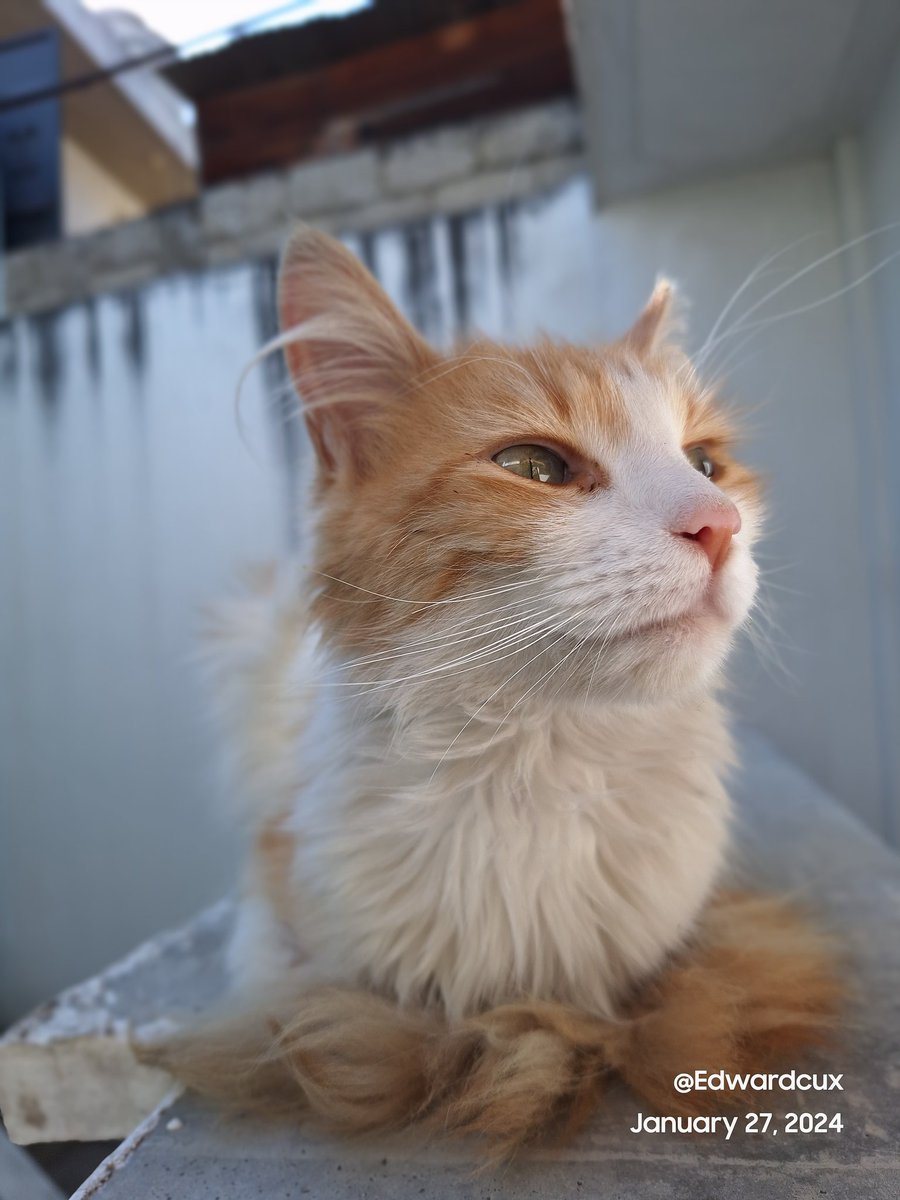 Edward Cux tweet media