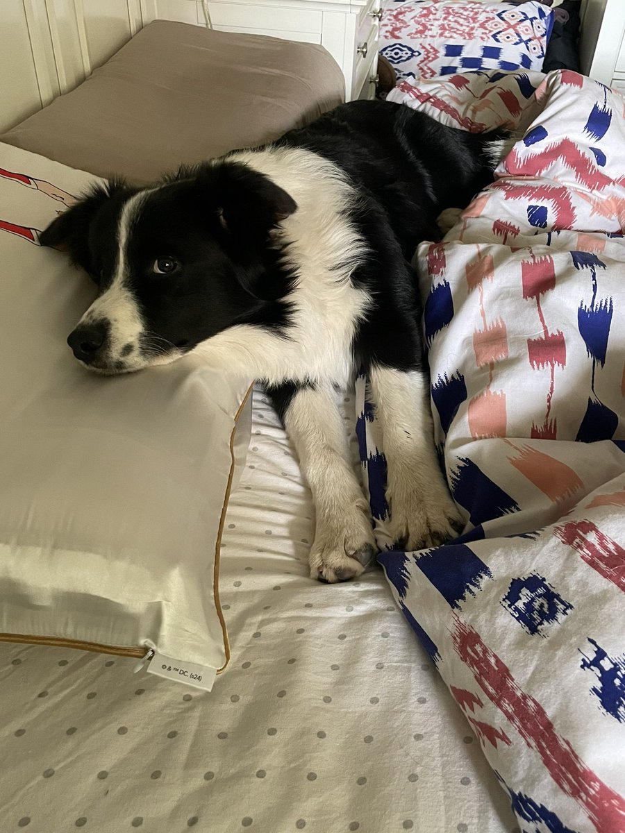 Lazy Sunday Mum 🐾🐾#Bordercollie