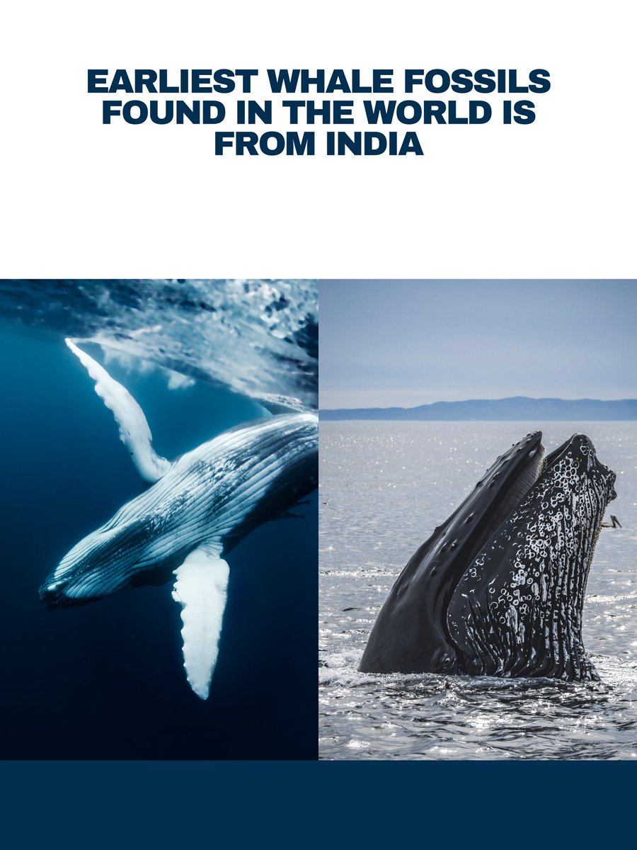 Check out India's ancient Whale fossils:

- *Himalayacetus*: The oldest known archaeocete found in the Himalayas, specifically in Himachal Pradesh. Pushing back the whale fossil record by 3.5 million years to the Early Eocene period.

- *Protocetid cetaceans*: Unearthed in