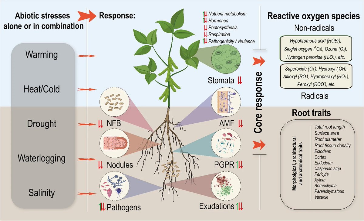 Review by George et al @Chen_yinglong @ykuzyakov @TiinaRoose @plantandsoil @IOA_UWA Bottom-up perspective–The role of #roots and #rhizosphere in #climatechange adaptation & #mitigation in #agroecosystem link.springer.com/article/10.100… #PlantSci @UWAresearch @SAgE_UWA @RootBiologyNews