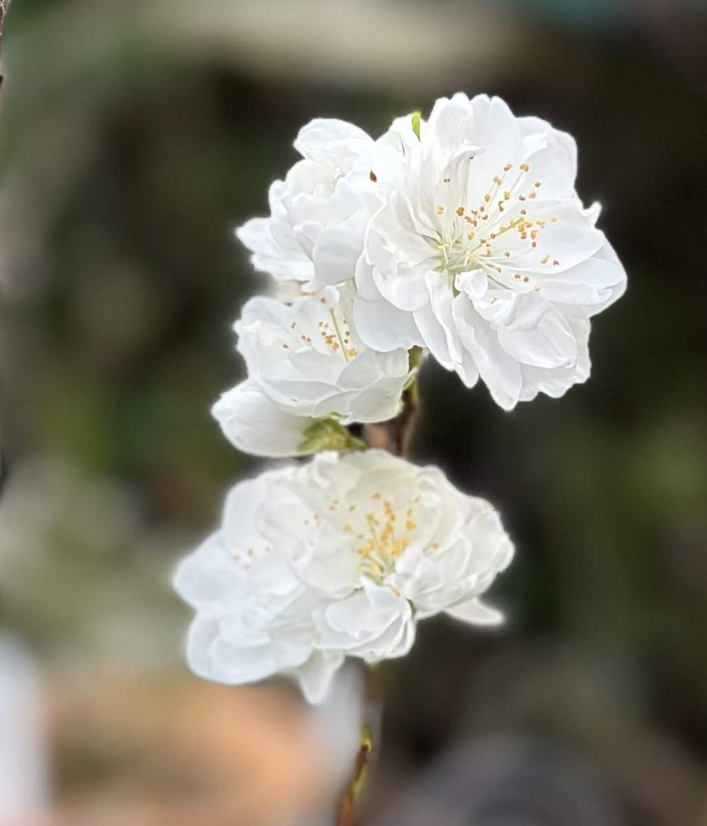 sweetieFlower49's tweet photo. 春ねぇ🌸
おそのさん地方にも少しづつ春が😊👌
やっぱりお花は癒されるなぁ(◦ˉ ˘ ˉ◦)︎💕︎ https://t.co/U3mgUtkmn2