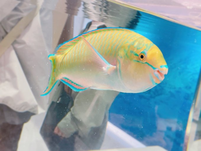 水族館でカラーリング完全にマナくんの子見つけたけどマナぱぺまだ届いてなくて泣きながらソロで撮った……… 