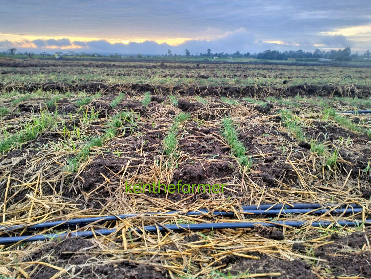 Rise and shine, fellow farmers! 🌅 

Checking in from my farm where the bulb onion seedlings are off to a fantastic start! 

I wish everyone a wonderful day ahead!

#FarmLife 
#bulbonions 
#NatureLovers