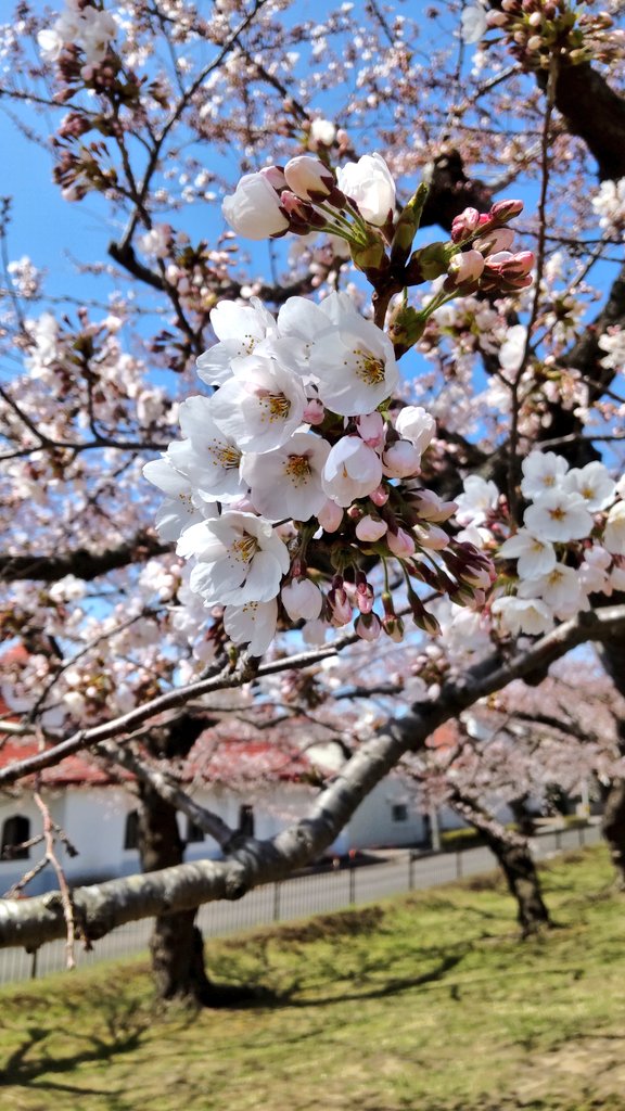 まだ、五稜郭公園の桜🌸は満開になってなかった‼️😂