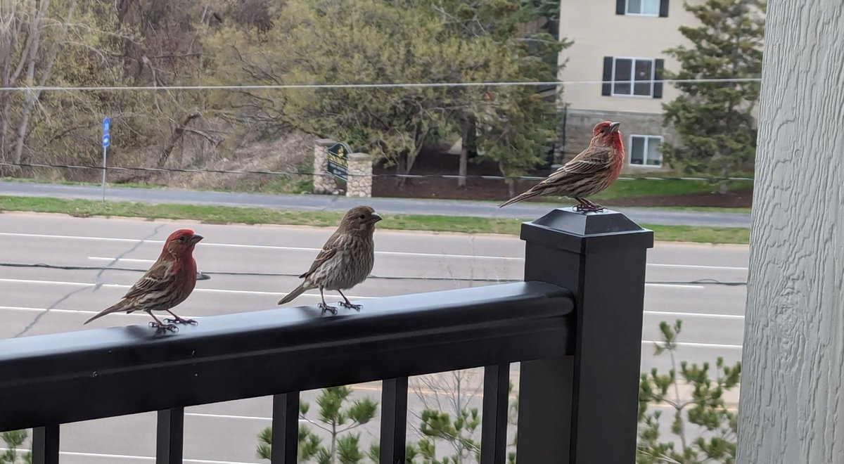 #threelittlebirds at my Mom's building today.