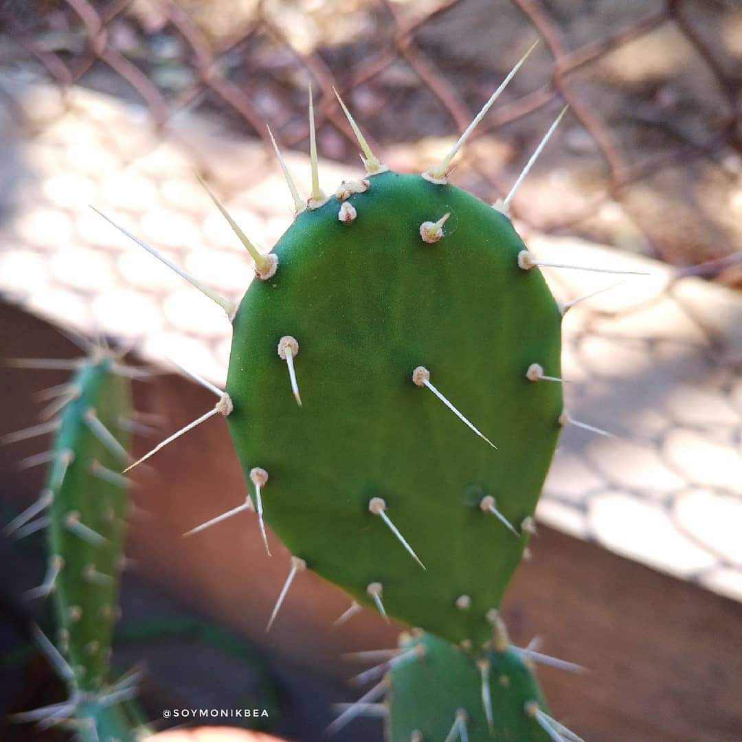 soytuventana's tweet photo. No se puede ser más puro, la magia de la naturaleza...
#Catus #CactusLovers🌵 #CactusGarden #Cactus🌵 #Nature_Lovers #Naturaleza #Maracaibo #Zulia
📸 @soymonikbea https://t.co/IjYDLDtj9r
