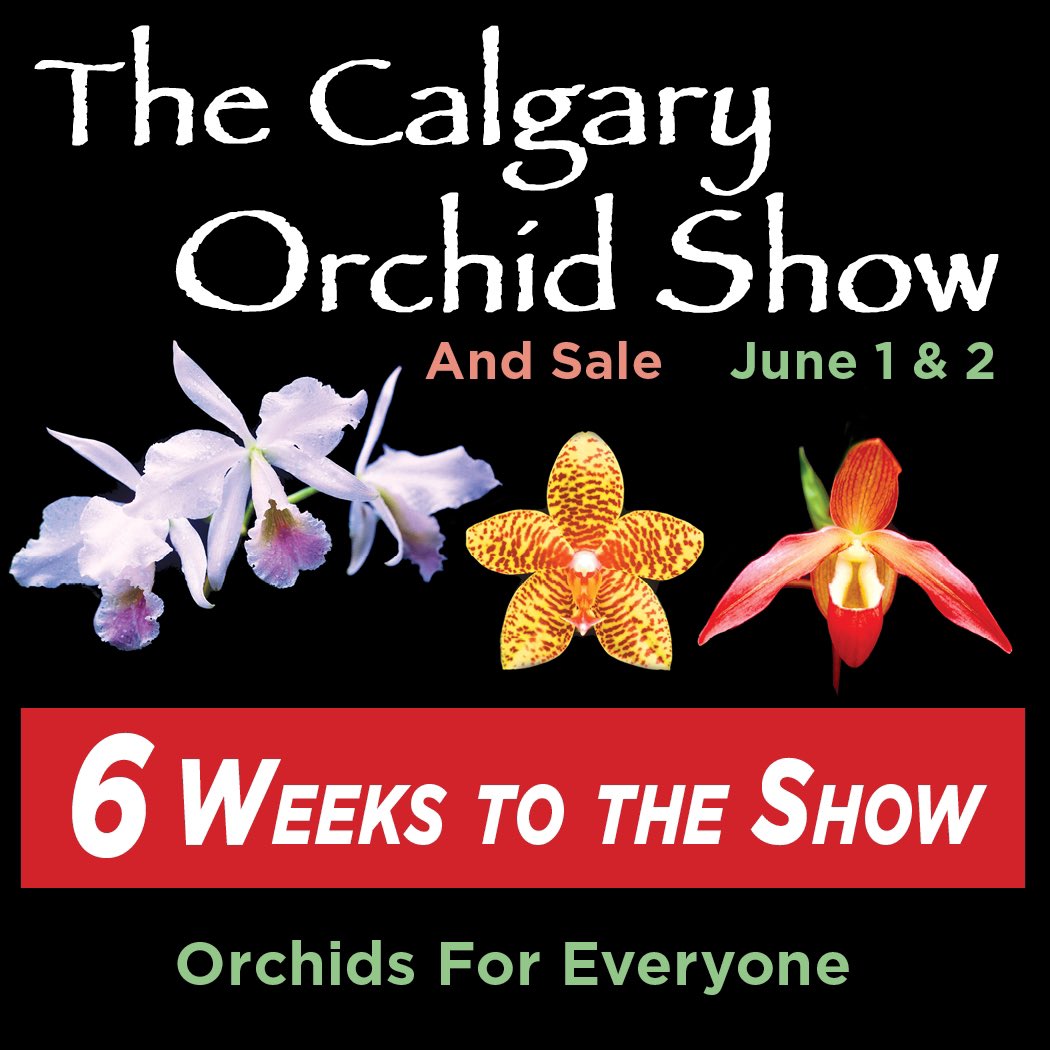 FoothillsOrchid's tweet image. Only six weeks until our show!  It’s not too late too preorder plants for pickup at the show, go to calgaryorchidshow.com for more details