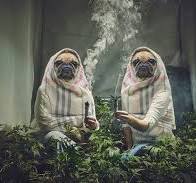 BishopGuin's tweet photo. 420, by @BishopGuin https://t.co/Ml9ZzIJIsc https://t.co/uTut7HPewm