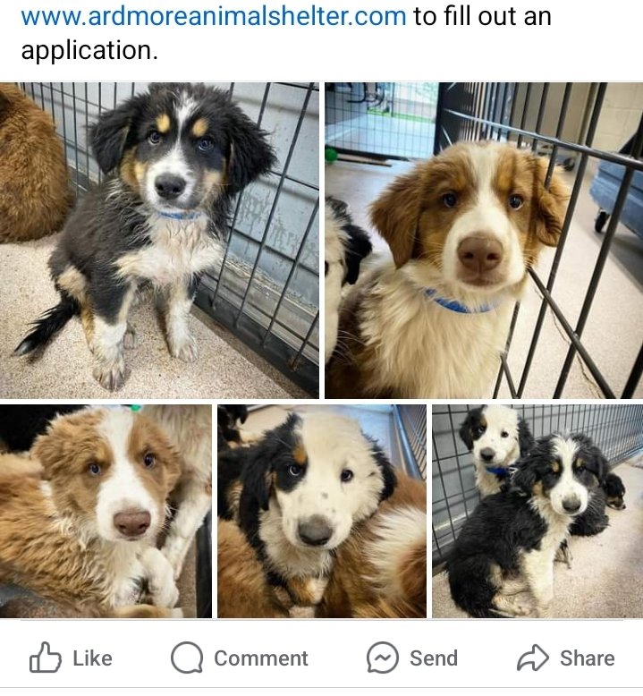 Happy 4/20 specifically to these puppies at Ardmore Animal Shelter  (Oklahoma).