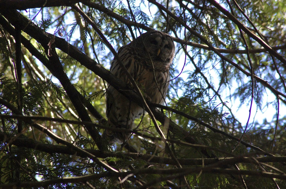 Yeah, this city is just too much sometimes… but then you go to Van Dusen gardens and chill out with some owls.