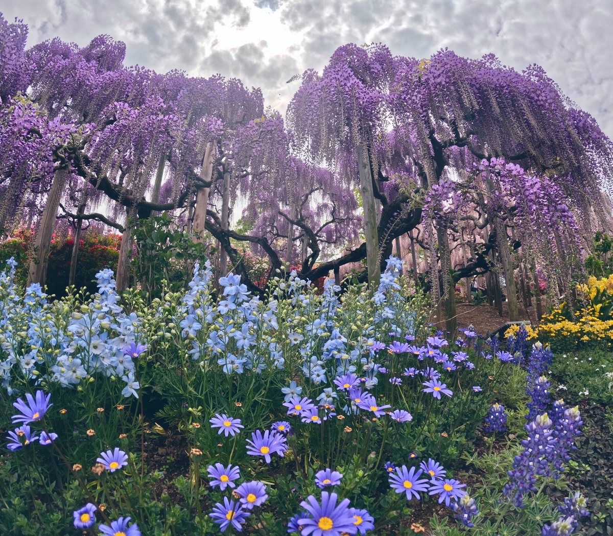 Ashikaga Flower Park is a bit pricey and kinda crowded right now. Go anyway!!!