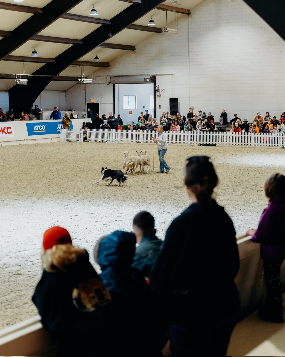 We're having the best time at our first ever PetFest at Spruce Meadows! One more day to enjoy, we're open Sunday at 10 a.m. through 5 p.m.! Want to grab tickets? show.ps/l/e5ee54ee/ #sprucemeadows #petfestatsprucemeadows #yyc #Calgary