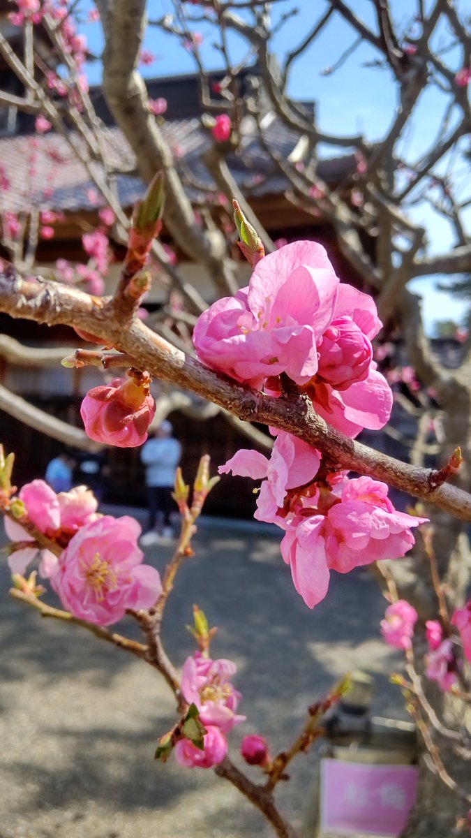 梅🌼ちゃんが可愛かった🥰

五稜郭公園の梅🌼