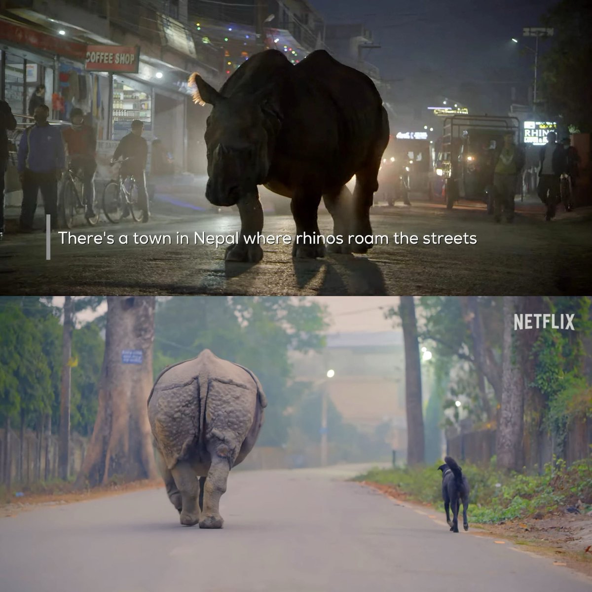 चितवनको गैंडा Netflix मा: Netflix team was in Nepal to feature Rhinos of Sauraha in their documentary 'Our Living World'. They highlight how wildlife & our city live side by side as rhinos roam freely in Sauraha in their episode 'Nature's Amazing Network'. 😯❤️