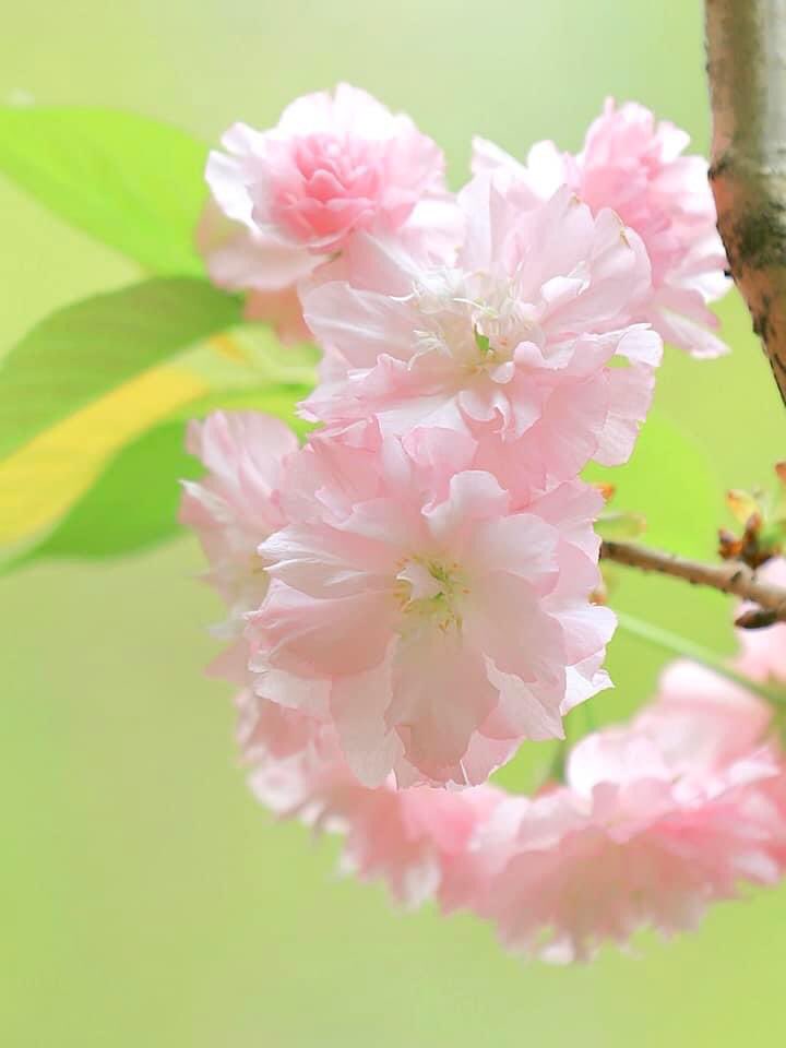 cherry999000's tweet photo. Good day ✨🌸💗 https://t.co/gwgXVXvSnb