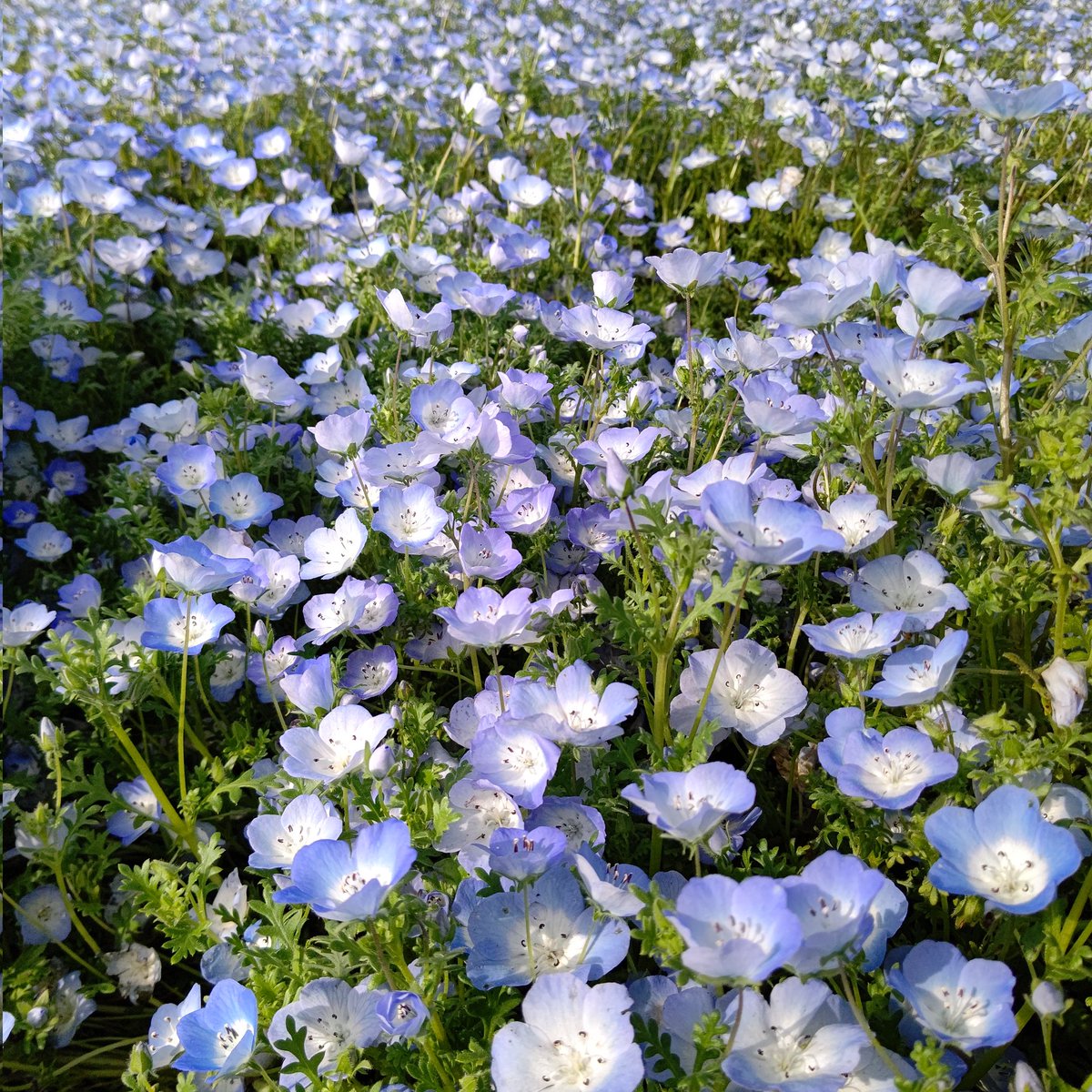 #ネモフィラ 海の中道海浜公園 いつかのネモフィラ