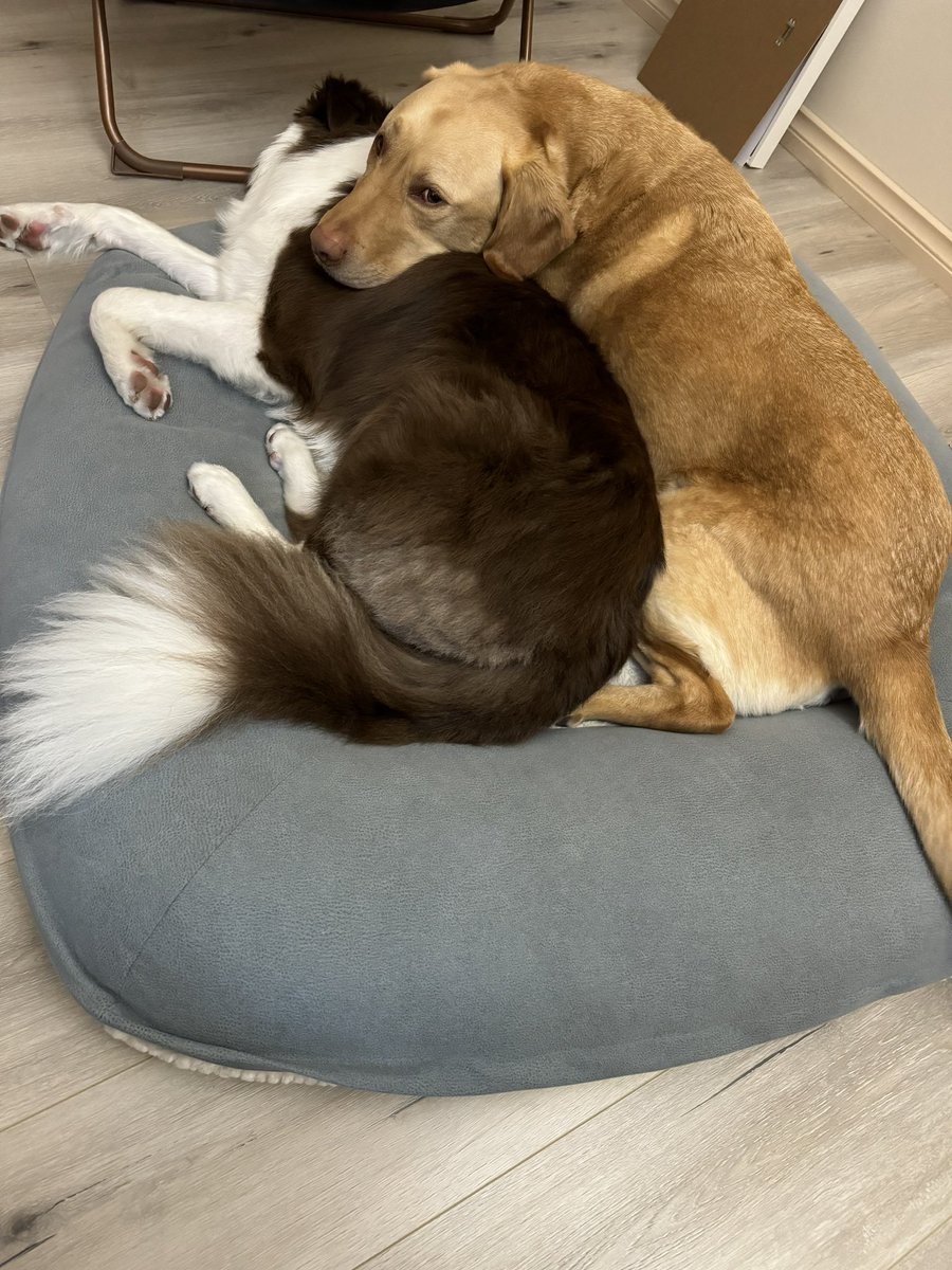 Rockmelon7's tweet photo. My little brother is mine. 

#labrador #Bordercollie #dogoftwitter https://t.co/trUuP9kdyu
