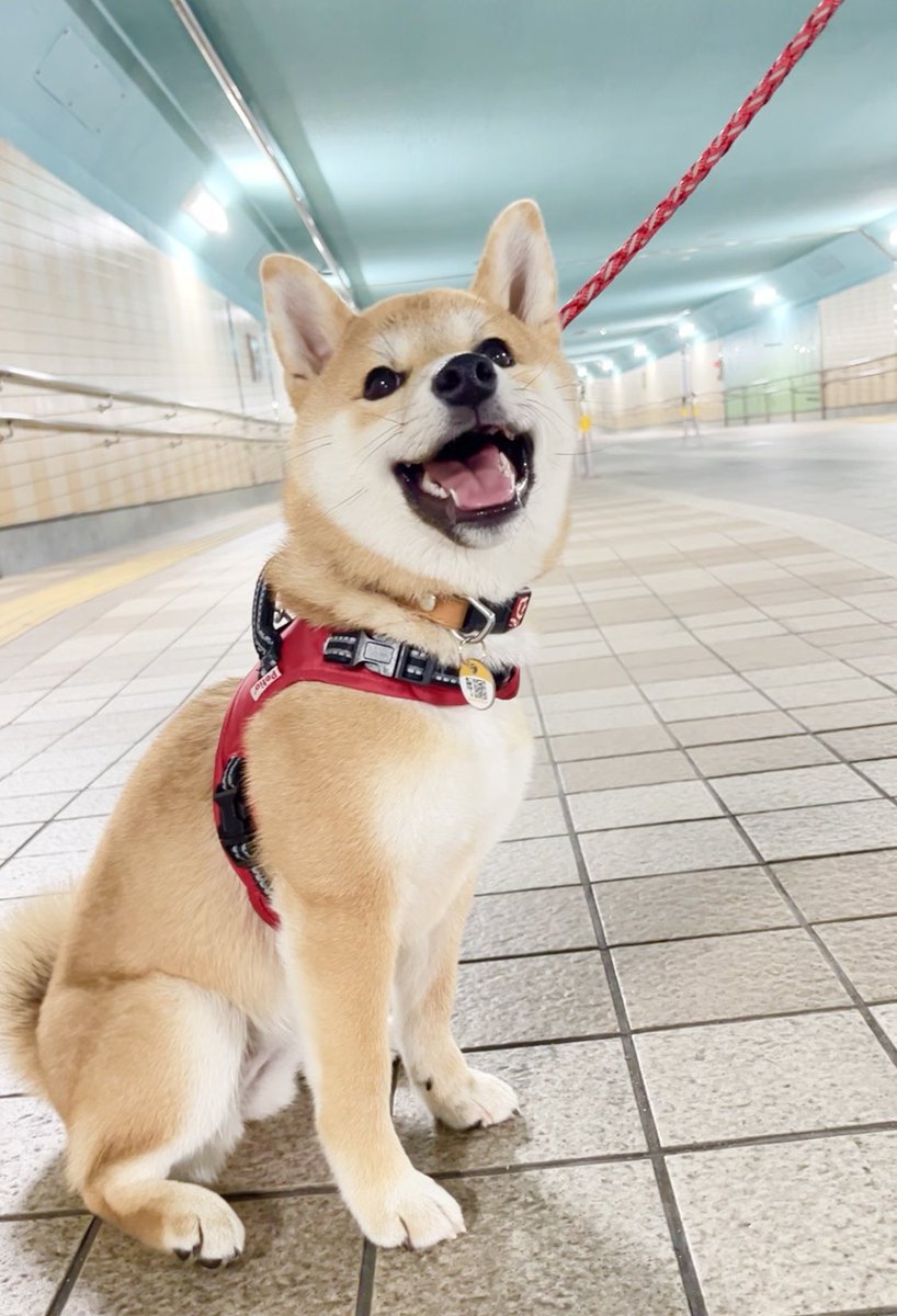 ちょっとコワイ話
地下道を歩いてたら中間地点でつくねが止まっておすわり。
人もいない一点を見つめてるなと思ったら急に後退り(怯えてる)
抱っこして進もうとしたら、注射ばりの怯え方で来た道に逃げようと暴れる…
ニンゲンもこわくなり、みんなで来た道にダッシュで戻りました🫥
#柴犬
#柴犬つくね