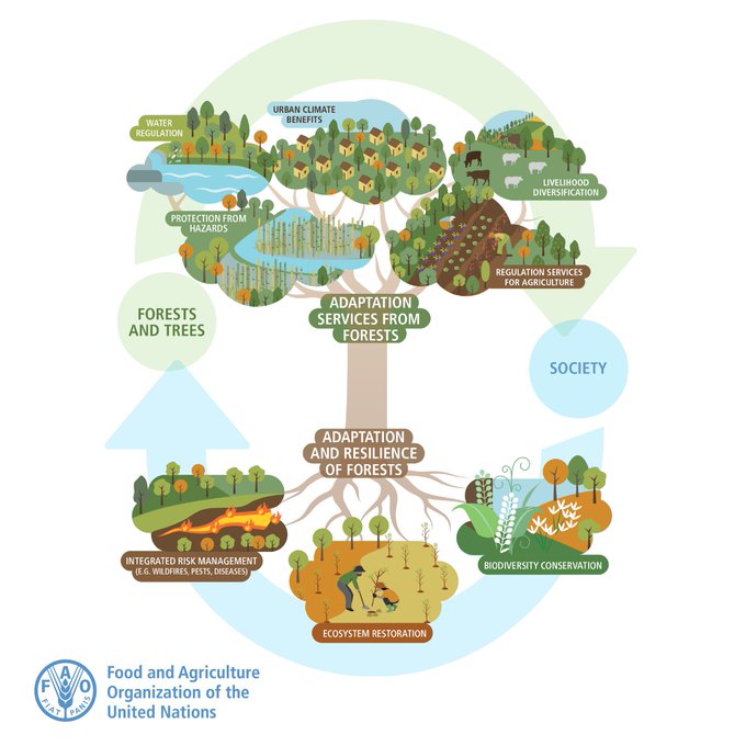 Forests are crucial in helping us adapt to #ClimateChange. They: 💧help ensure water availability 🌊 protect against landslides and floods 🏜️ prevent desertification 🧑‍🤝‍🧑 provide alternative livelihoods for people Via @FAOForestry @FAO
