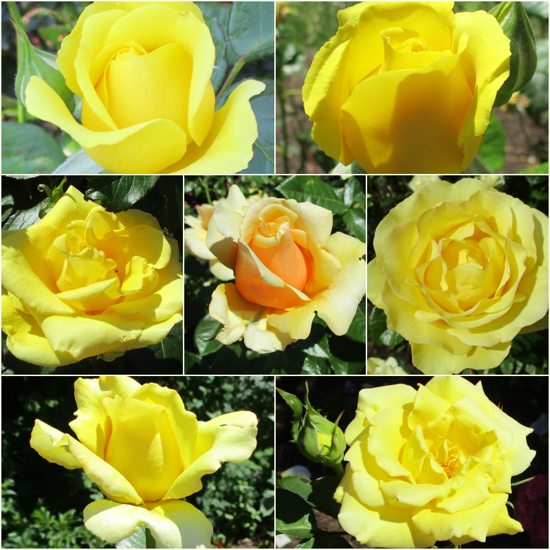 “The most important decision you make is to be in a good mood.” ― Voltaire 💛💛💛 #SevenOnSunday🌞#SundayYellow💛#roses 🌹#MyPhoto📷#quotes🔖#positivity😊 #WritingCommunity✍️