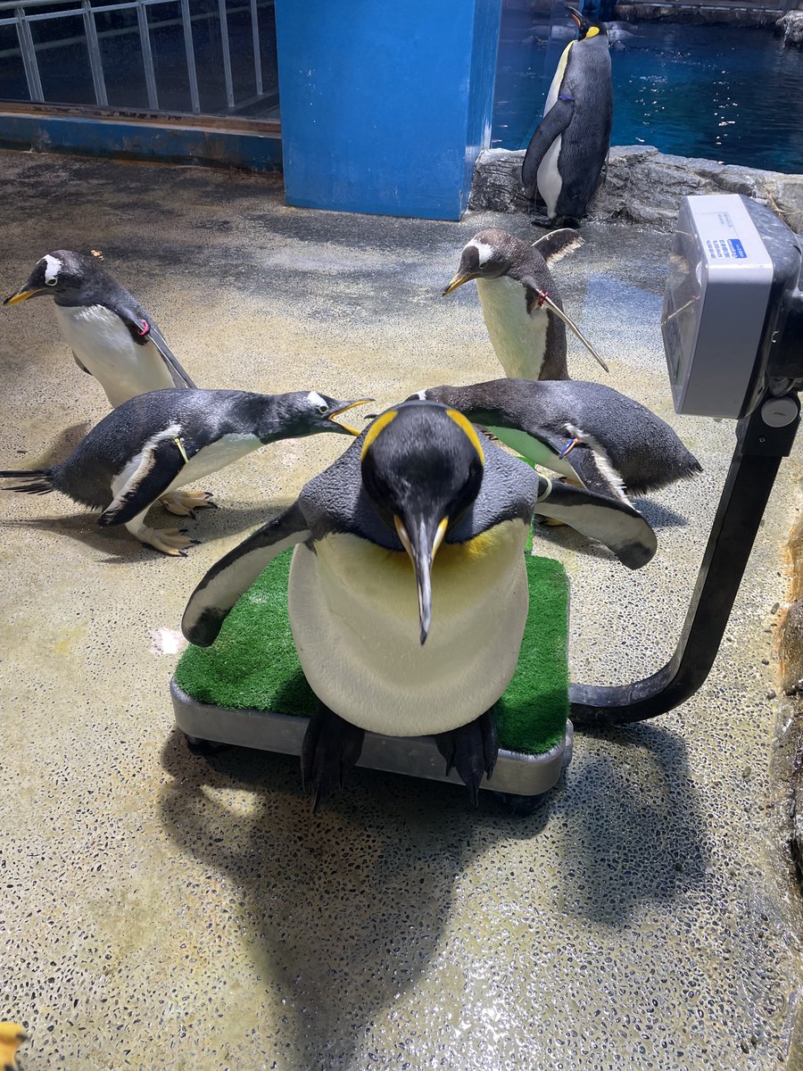体重計から降りようとしているキングペンギンの後ろで、威嚇し合っているジェンツーペンギン。色んな事が同時に起こっていてカオスでした… #長崎ペンギン水族館　#ペンギン　#キングペンギン　#ジェンツーペンギン　#penguin #aquarium #kingpenguin #gentoopenguin