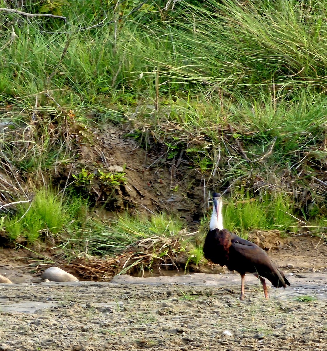 Woolly-necked Stork

#RajajiTigerReserve #Birds #IndiAves