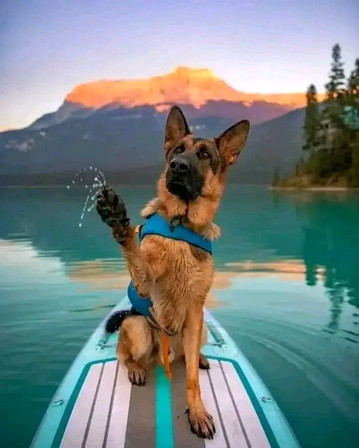 German Shepherd tweet media
