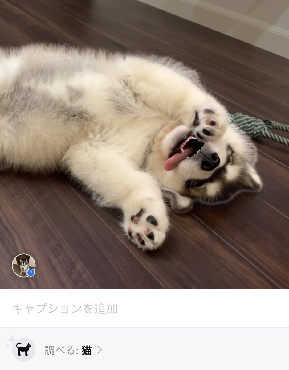 猫です🐈part2
（超大型犬）

#alaskanmalamute