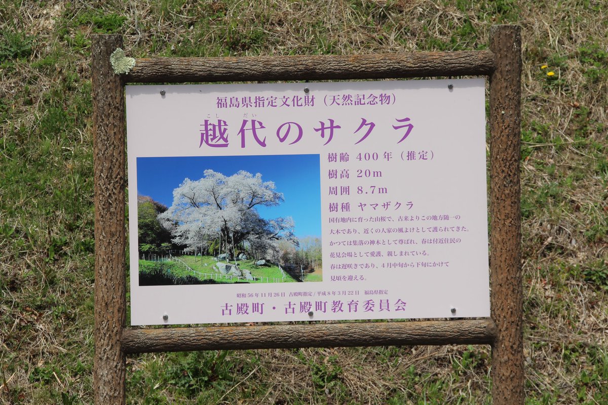 福島の桜も最終盤、
古殿町の名物、#越代の桜 を見に来ました。樹齢400年を超えるヤマザクラ。
谷合の道沿いに突如現れる巨木。
一斉に花を付ける様を見た感想は、
「これだけの木の樹勢維持するの大変だろうなぁ〜」
どうしてもその目線になるw