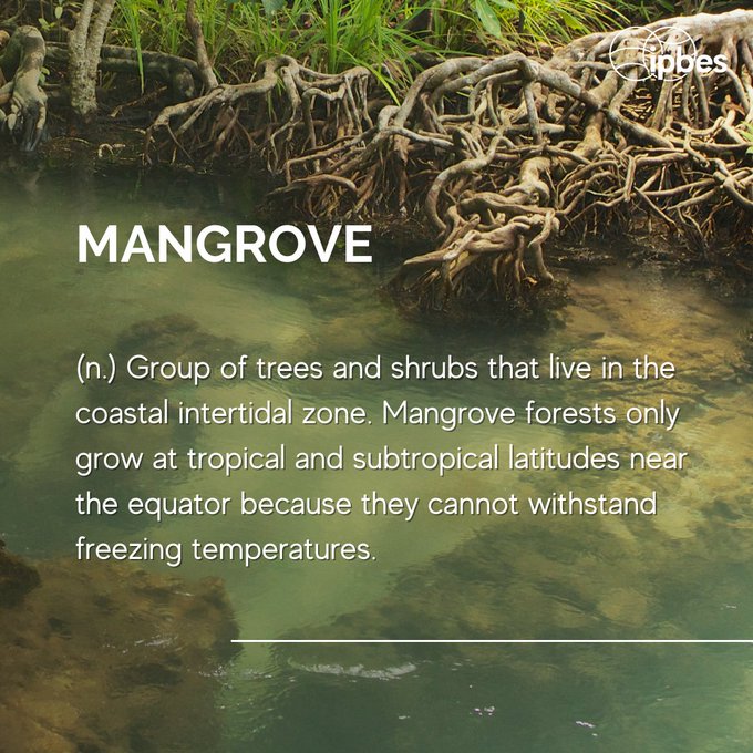 🌿Nature's Lexicon: Unlocking the enigmatic language of #biodiversity 📚

‌Mangroves are vital ecosystems that store carbon and are crucial in tackling the impacts of #ClimateChange. 🌏🌊

‌But what's the definition of #mangrove according to 
@IPBES
 ? ⬇️
