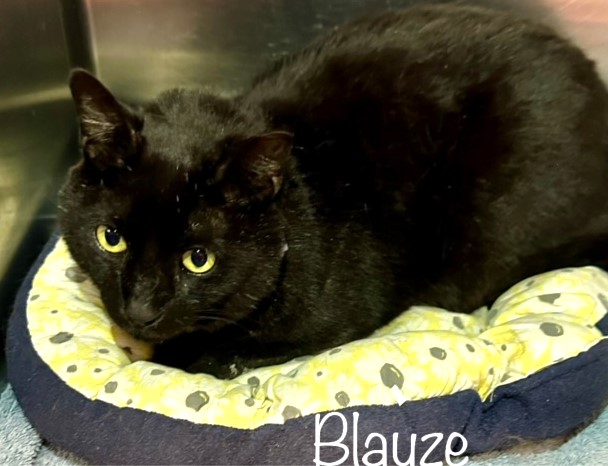 🆘PLEDGES NEEDED🙏🏽PLEASE HELP IF YOU CAN🆘 💓HANDSOME, SWEET 4YO BLACK KITTY 'BLAYZE'💓 🔊NEEDS #ADOPTION OR #RESCUE🚓 ▶ID 655663 facebook.com/photo/?fbid=81… 🙏🏾#ADOPT #PLEDGE #SAVEALIFE #AdoptDontShop #MARIETTA #GA @cobbkitties #CAT #AdoptMe 🍀#AdoptABlackCat🍀#BlackCatsRule🍀