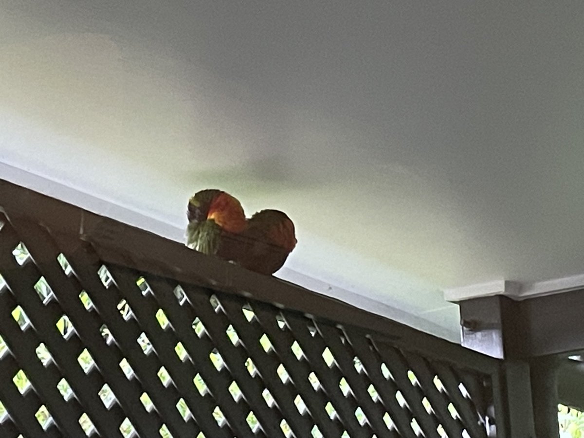 Here’s where the smart Rainbow Lorikeets hang out during a #SunshineCoast rain event!