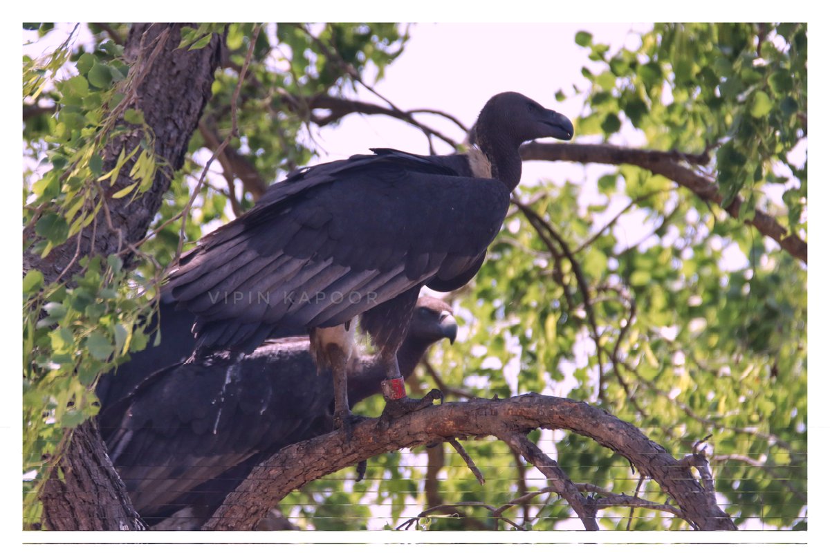 Yesterday, I saw about 35 vultures in the buffer zone of #DudhwaTigerReserve, India. Some of them had tags & transmitters attached to them. After searching some papers, I found that it was done by @Save_vultures. Amazing work. @BNHSIndia @VultureConserva @rameshpandeyifs