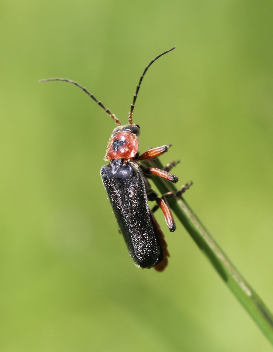 La Cantharide rustique, alias le Téléphore moine : un coléoptère bienvenu au jardin. L'adulte est notamment amateur de pucerons. Ses larves traquent les petites limaces. #Coléoptère #InsecteAuxiliaire #Jardin #MaraisPoitevin
Plus sur le site du jardin : jardin-marais-poitevin.com/le-telephore-m…