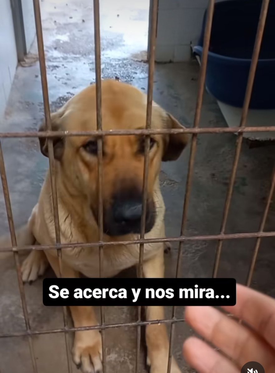 SilviaMylo's tweet photo. Si mirar esos ojos que solo piden que alguien le trate bien no te rompe el corazón es que lo tienes tan duro como los que se lo han destrozado a él 💔
Dos años y un amor tan grande que no le cabe en el pecho y se desborda por sus poros 💔😢
Perrera de Jerez
652221178
699 73 13 30 https://t.co/7og7rjdXIN