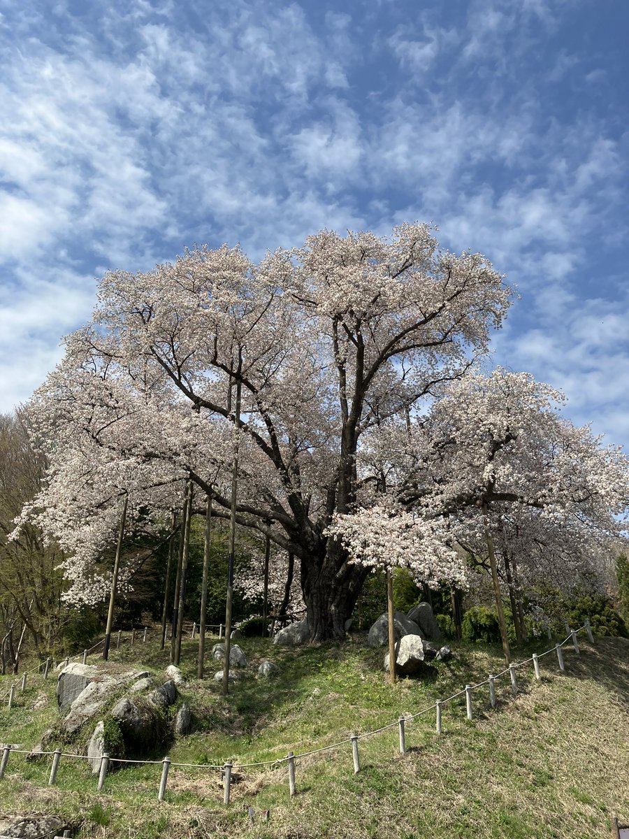 古殿町、越代のサクラ。
県内でも遅咲きの名木。
#福島撮影隊
#空ネット