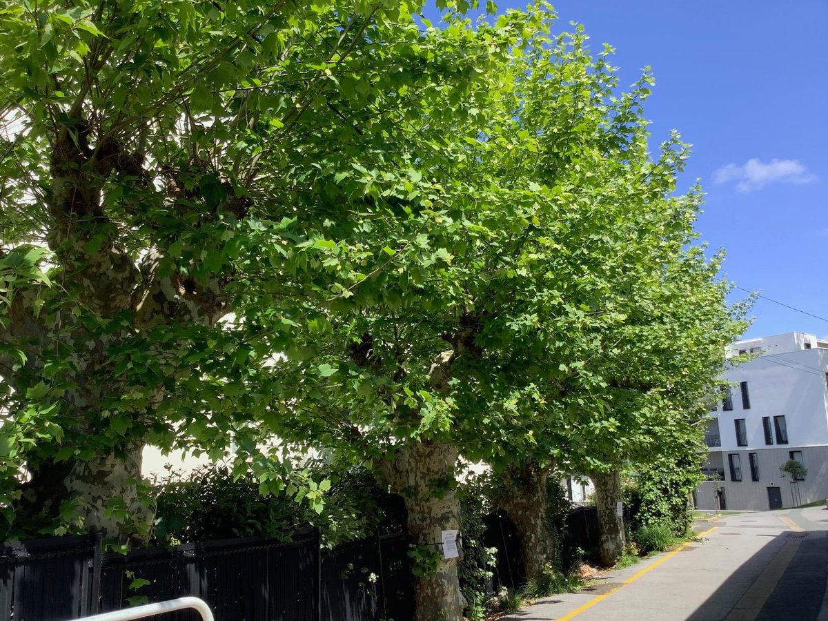 MixelEsteban's tweet photo. À Bayonne, ils veulent abattre des platanes qui se portent comme un… charme. Voir Facebook Mixel Esteban https://t.co/IbsPOXIbZd