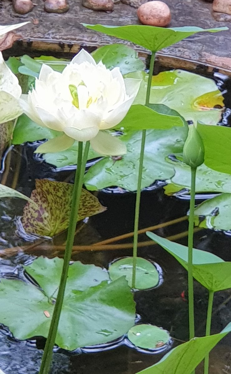 Sweta Kamala #lotusblooms #gardendiaries Heralding June 4th already !!