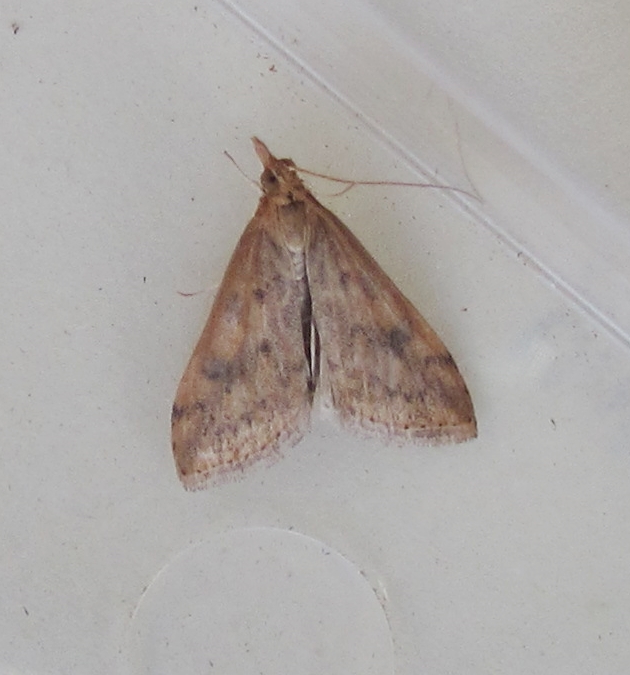 Flame Shoulder and an uncooperative Udea Ferrugalis from last nights Broadwey trap. Were both FFY's.