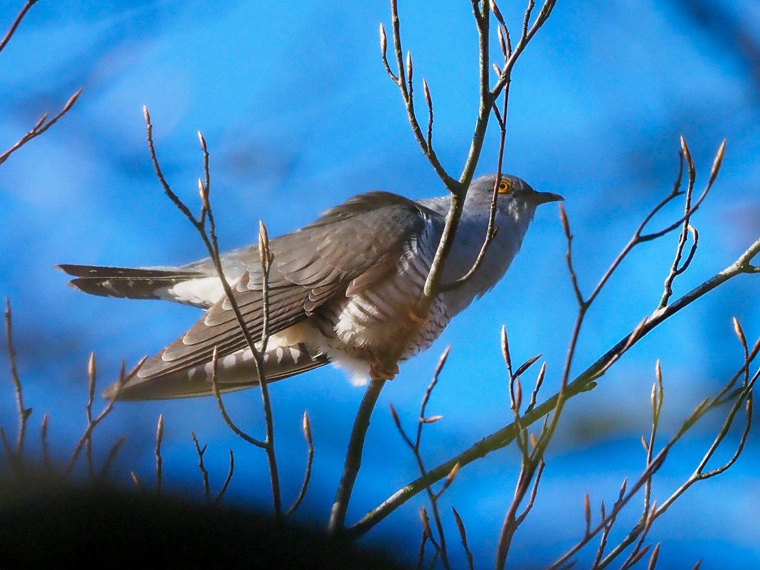 First Cuckoo this year, even managed to get pictures! Long Mynd #Shropshire #birds #BirdsOfTwitter #TwitterNatureCommunity #NaturePhotography #BirdsSeenIn2024