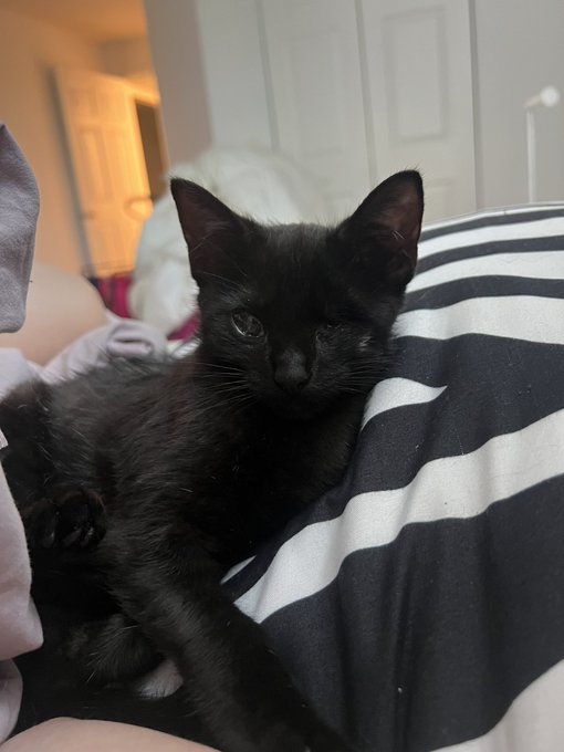 kissed_kitten