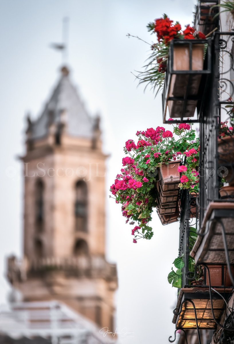 Córdoba, la eterna primavera... Rejas y balcones de la calle Hermanos López Dieguez, con el campanario de San Andrés al fondo.
@Cordoba_spain @CordobaESP @VerCordoba @TurismoAndaluz @viveandalucia