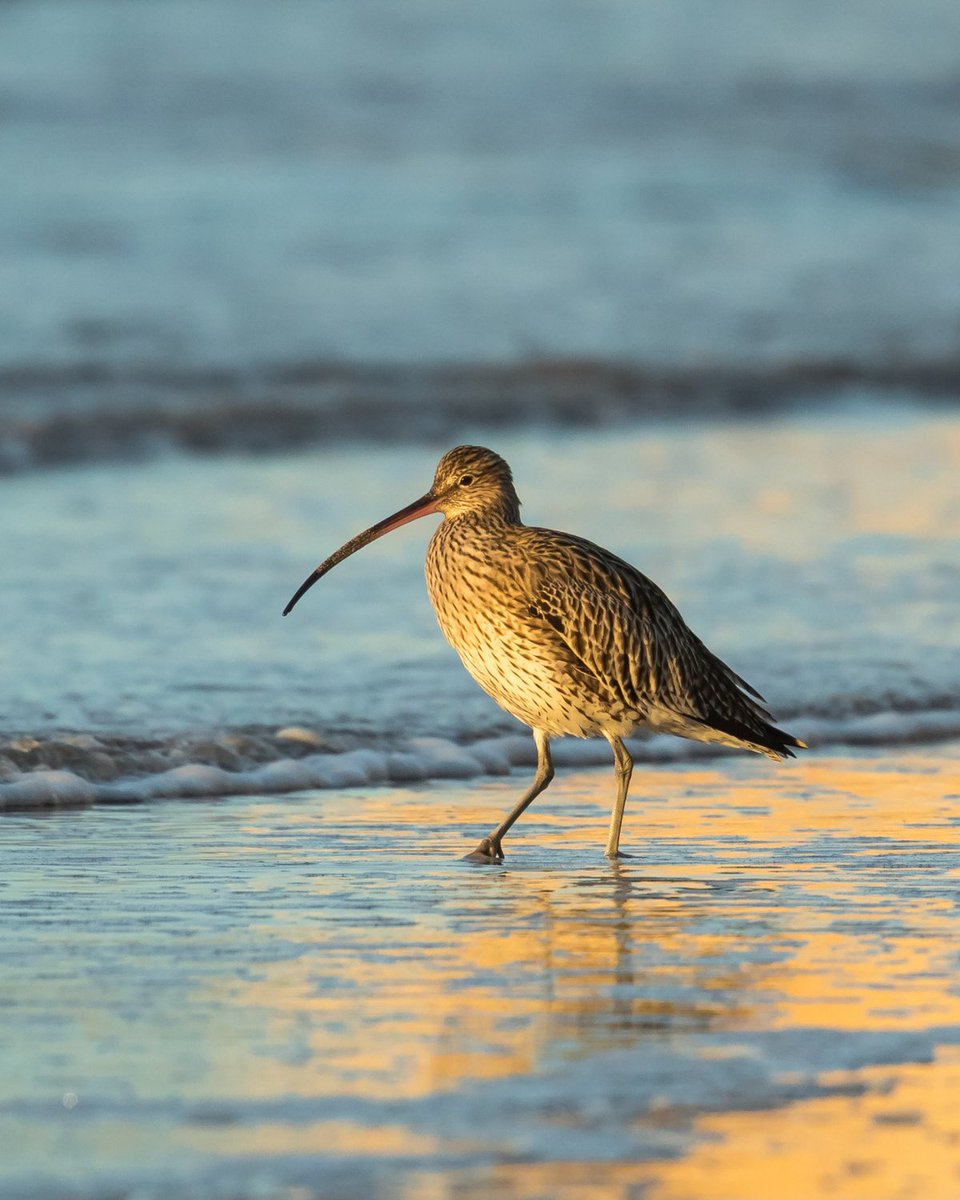 Let’s flood the timeline with these beaky birds for #WorldCurlewDay Have you see one in the wild?