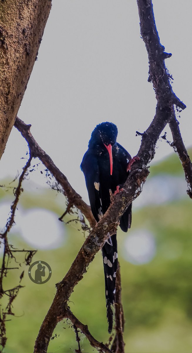 Green Wood-hoopoe - Phoeniculus purpureus 

Elsamere,Lake Naivasha,Kenya.(march 2024)

#martowanjohiphotography #birdwatching254 #birdwatchingwithmartowanjihi #BirdsSeenIn2024 #BirdsOfTwitter #TwitterNatureCommunity  #birdsplanet #birdsphotography #nikon #tamronlens #bdasafaris