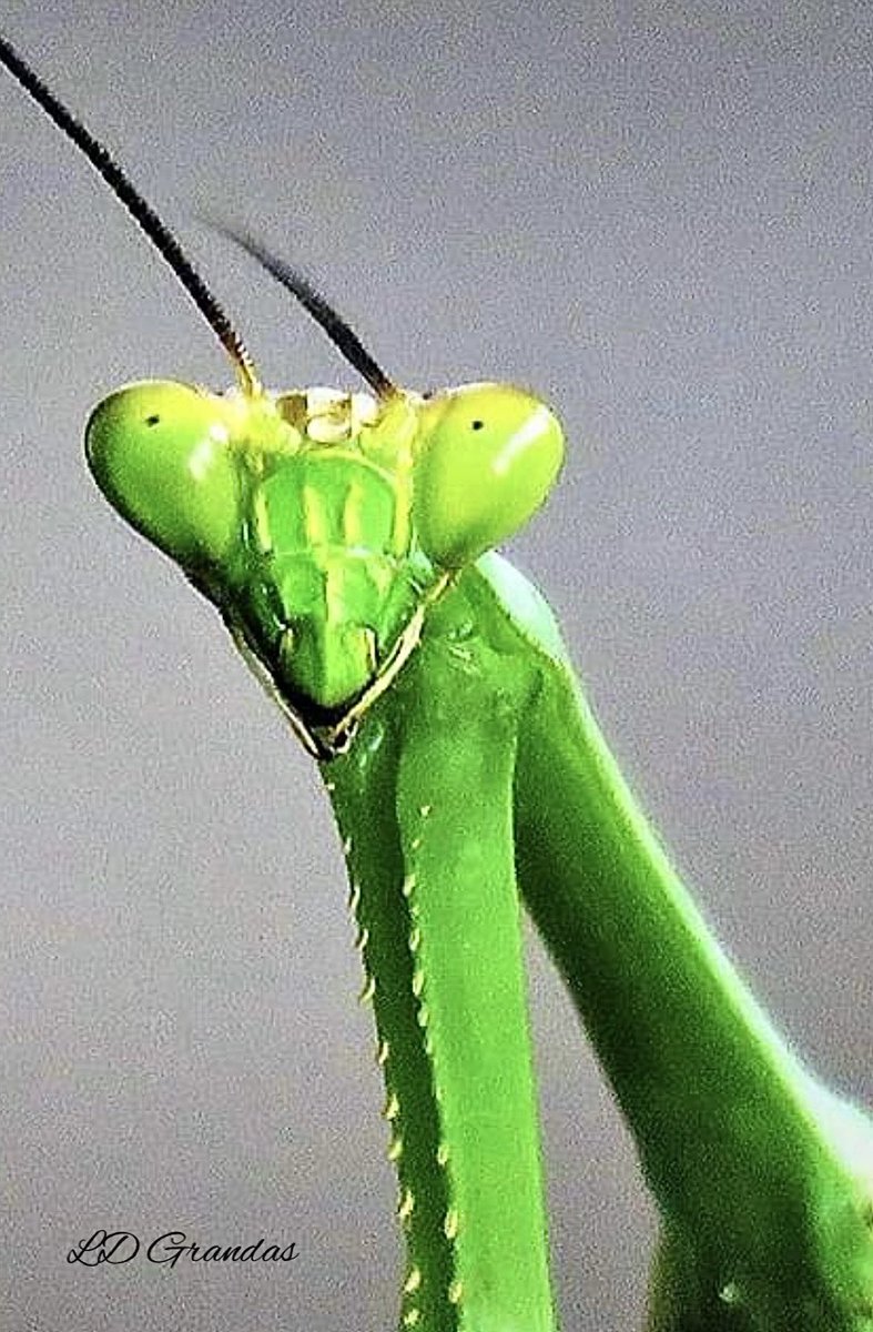 La señora mantis….